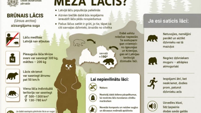 DAP lācis