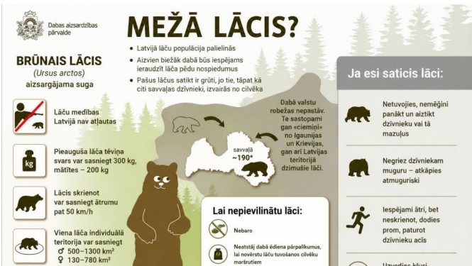 DAP lācis