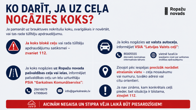 ko darīt, ja uz ceļa nogāzies koks, infografiks