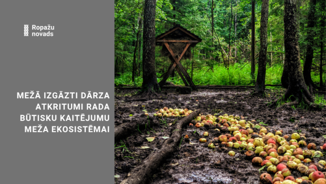 dārza atkritumi mežā