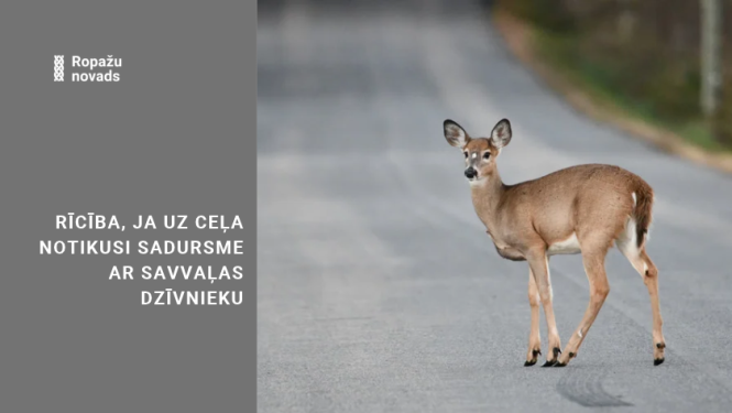stirna uz ceļa