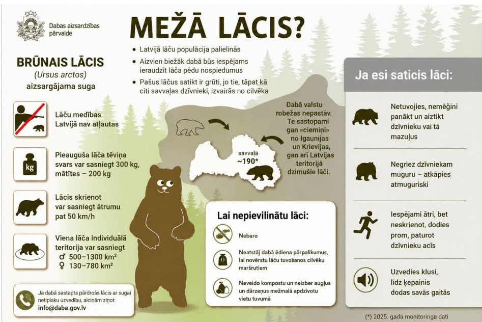 DAP lācis