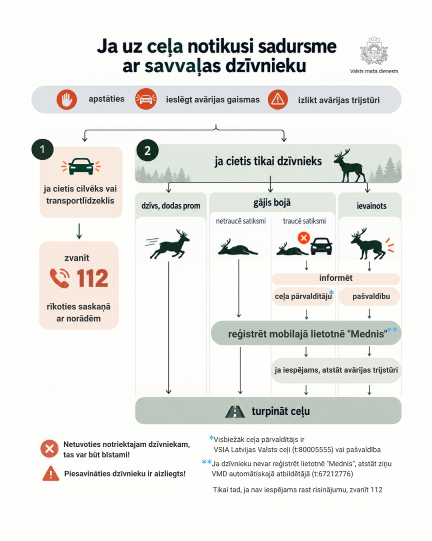Ja uz ceļa notikusi sadursme ar savvaļas dzīvnieku, infografiks