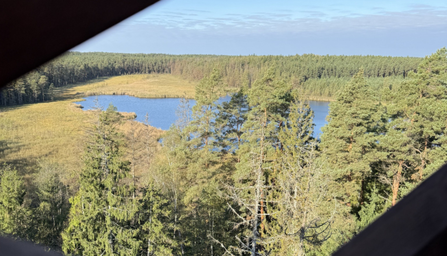 afiša