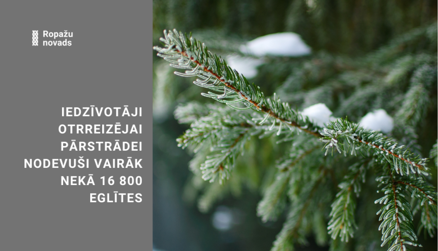 eglītes