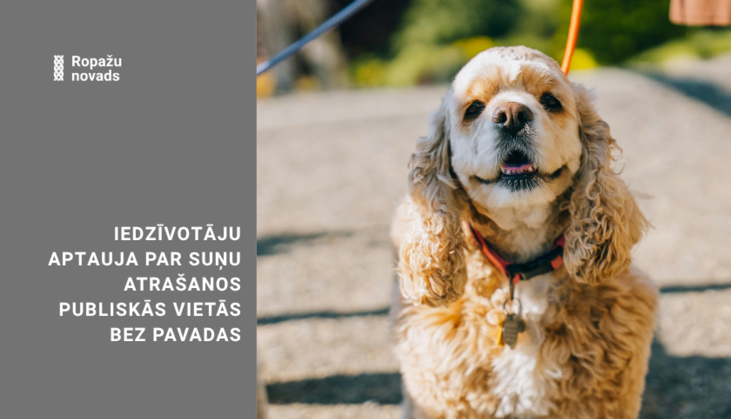 suns pavadā
