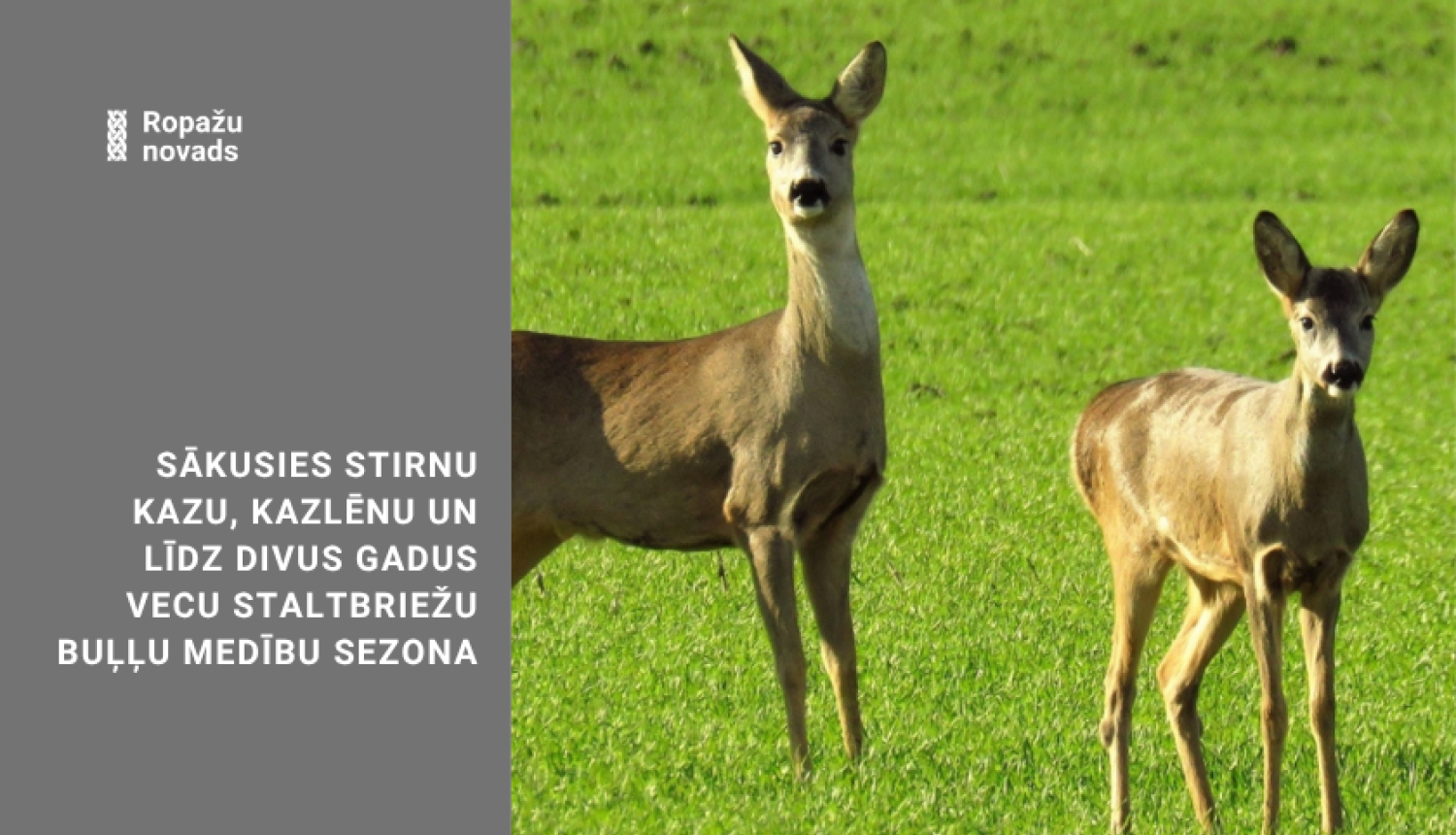stirnu sezona