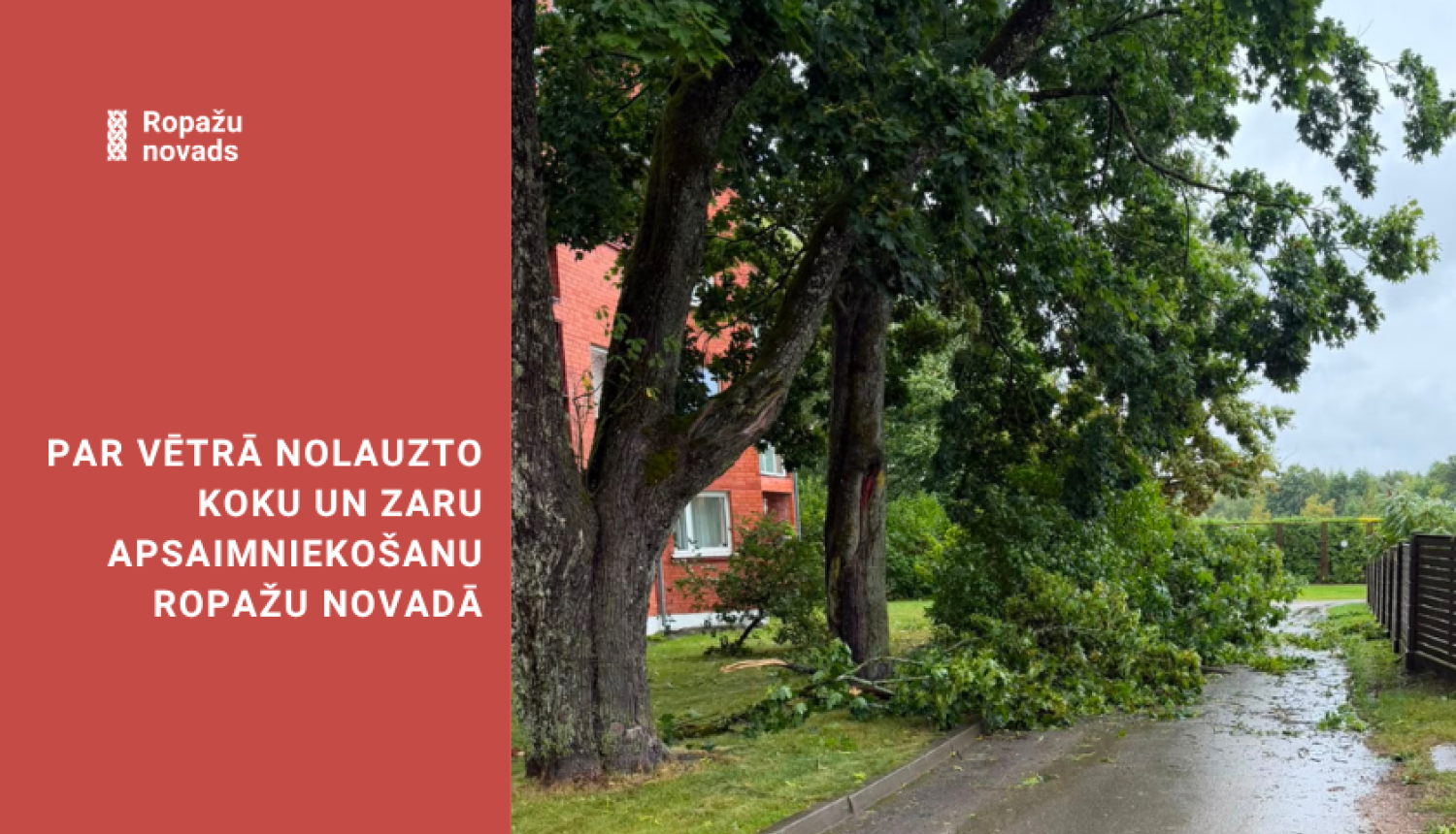 vētra un zari