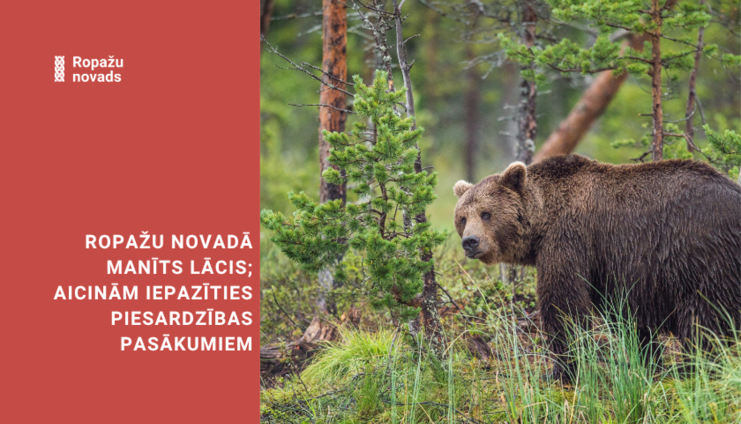 brūnais lācis mežā