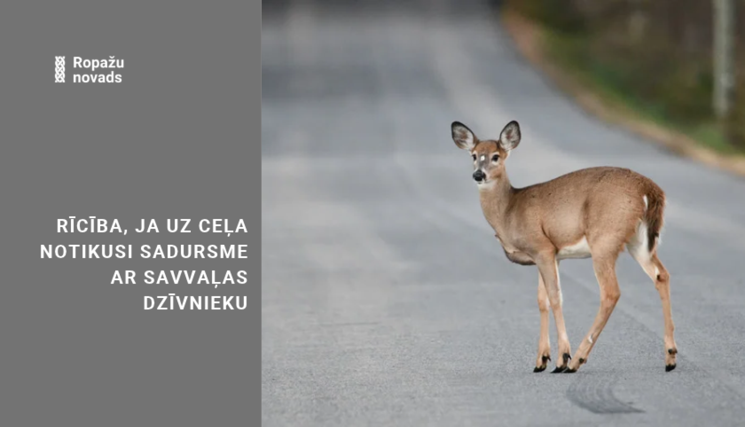 stirna uz ceļa