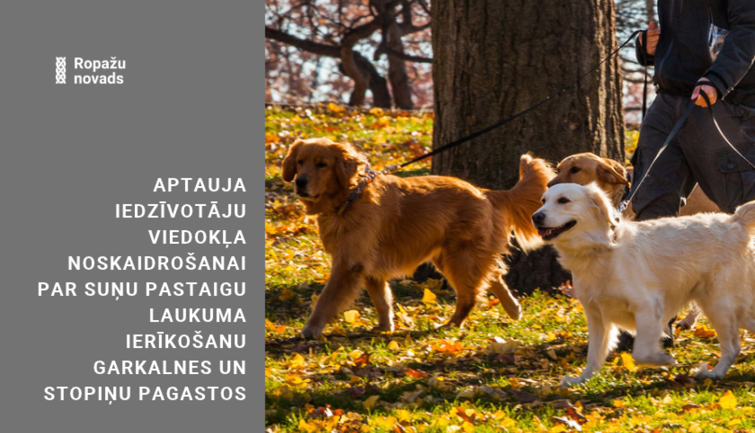 Aptauja par suņu laukumiem, attēlā suņi pavadās