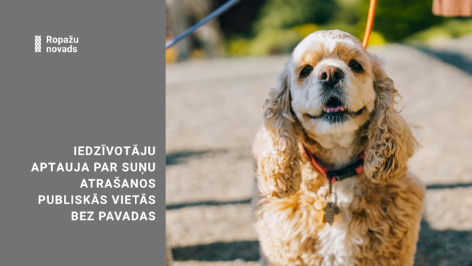 suns pavadā