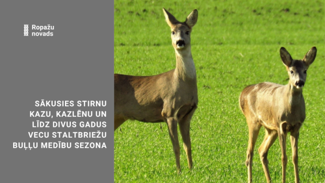 stirnu sezona