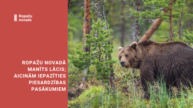 brūnais lācis mežā