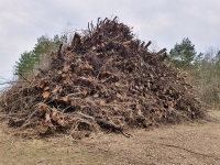 Izsole apaļkoki