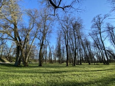 Nagelmuižas liepu parks