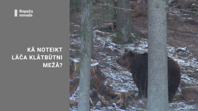 DAP informācija - kā noteikt lāča klātbūtni mežā
