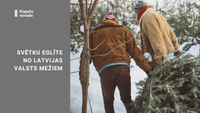 Svētku eglīte no Latvijas valsts mežiem