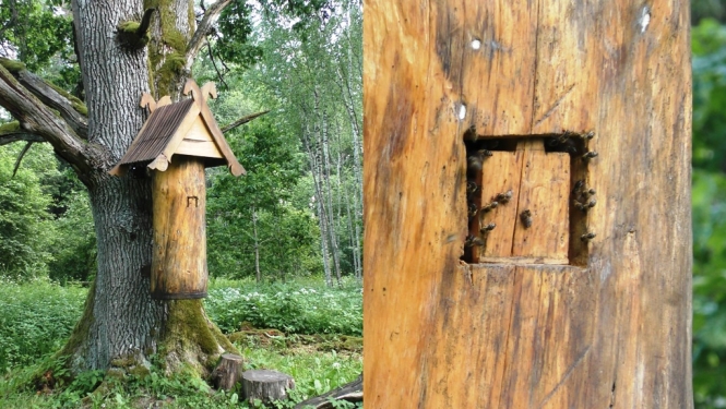Upesrūķu dabas takās bišu dorēs iemājojušas bites
