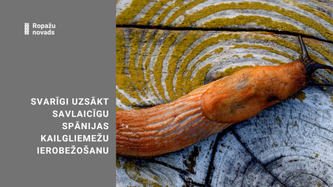 kailgliemezis uz celma