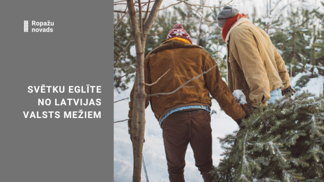 Svētku eglīte no Latvijas valsts mežiem