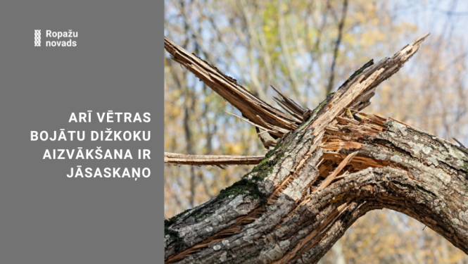 Arī vētras bojātu dižkoku aizvākšana ir jāsaskaņo