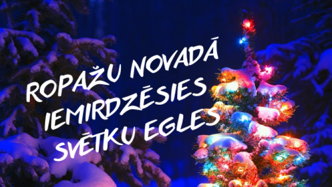 Svētku egles iedegšana