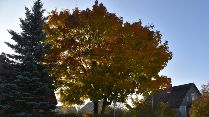 lapkritis Ropazu novads