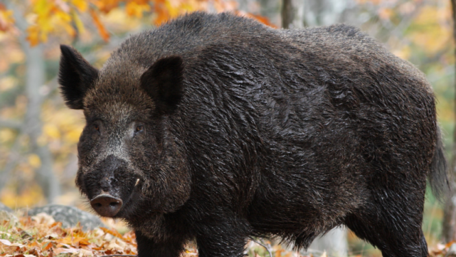 Rudenī meža dzīvnieki biežāk uzturas apdzīvoto vietu tuvumā, aicinām iedzīvotājus būt piesardzīgiem, īpaši diennakts tumšajā laikā
