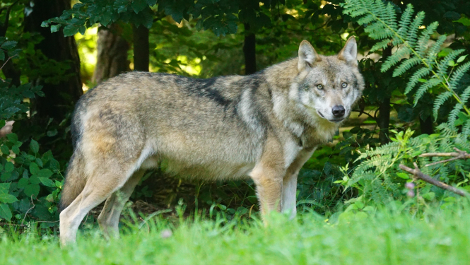 Aicina ziņot par vilku uzbrukumiem mājlopiem
