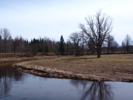 Linglauči