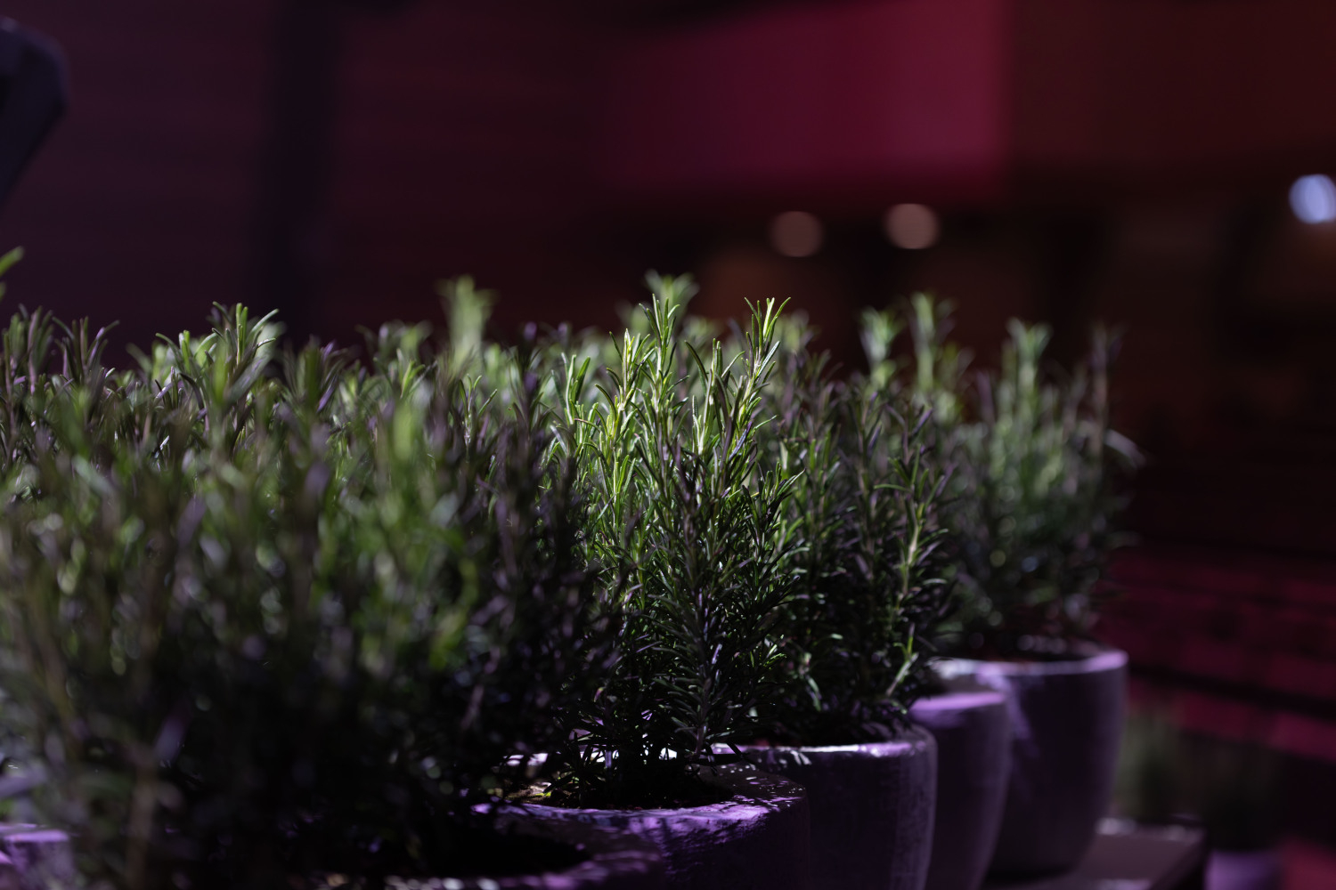 "Ropažu novada Uzņēmēju gada balvas 2025" apbalvošanas ceremonija, augi