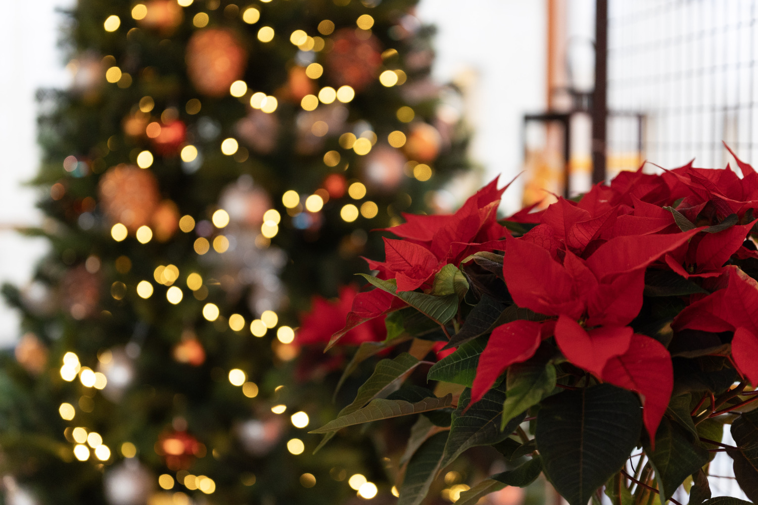 Ziemassvētku koncerts "Lūk, tādiem jābūt Ziemassvētkiem!" novada senioriem