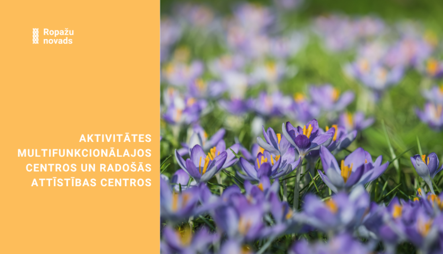 Aktivitātes multifunkcionālajos centros un radošās attīstības centros. Bildē violeti krokusi zaļā zalē