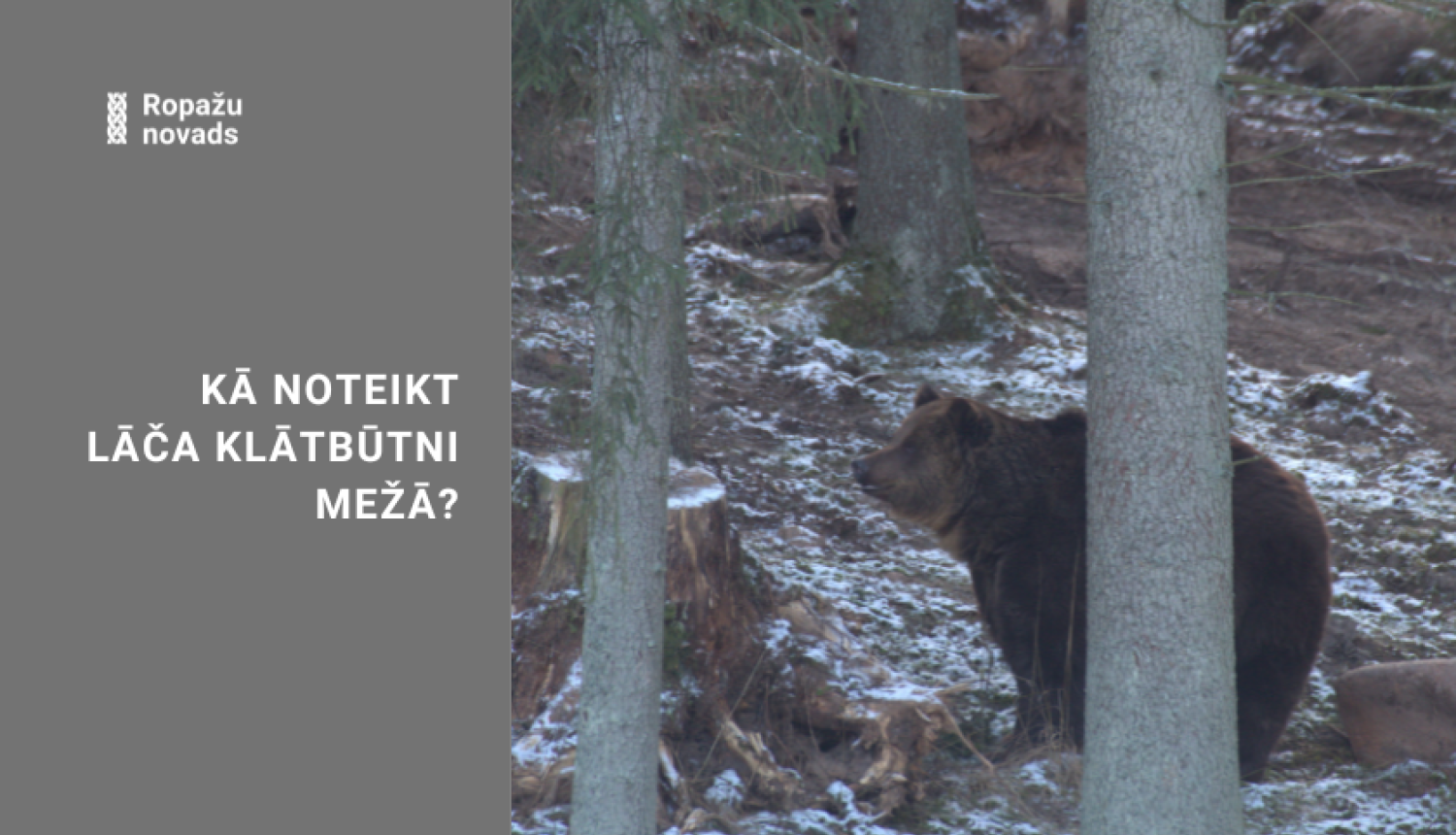 DAP informācija - kā noteikt lāča klātbūtni mežā