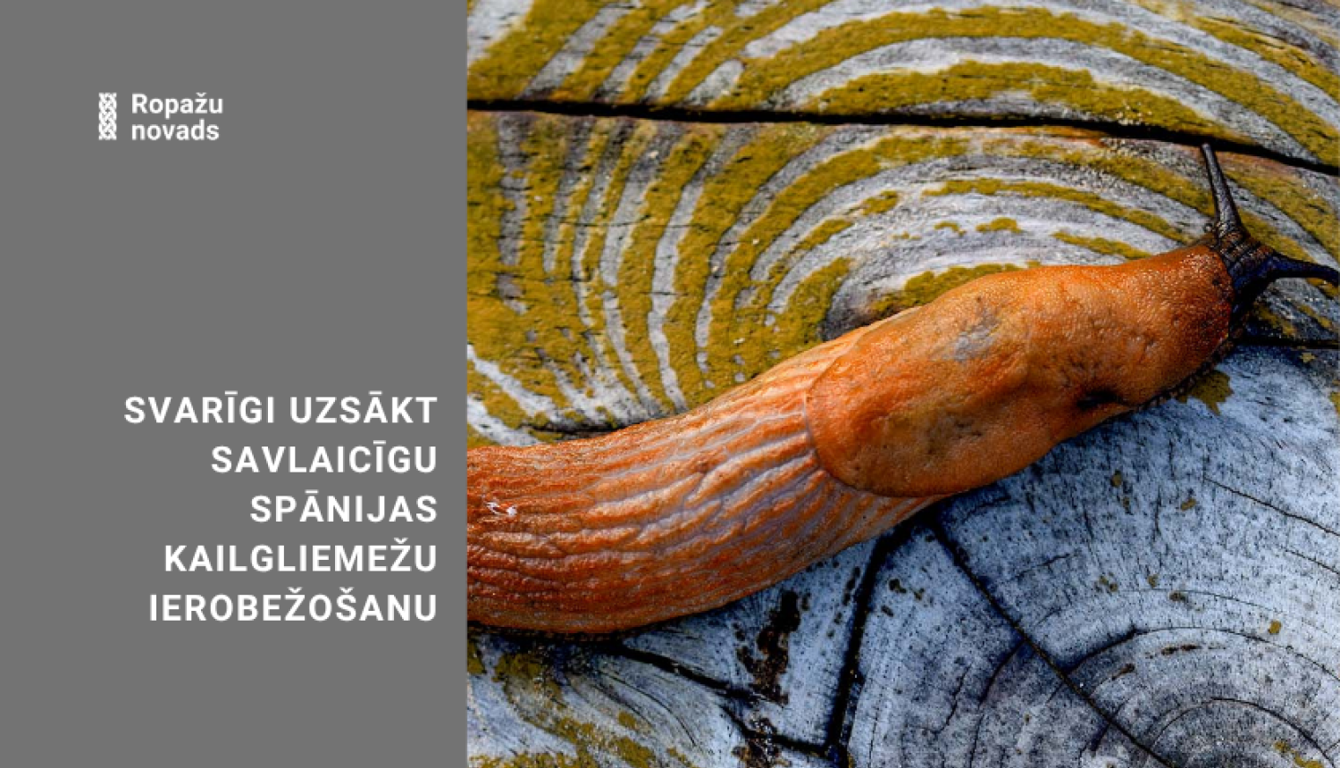 kailgliemezis uz celma