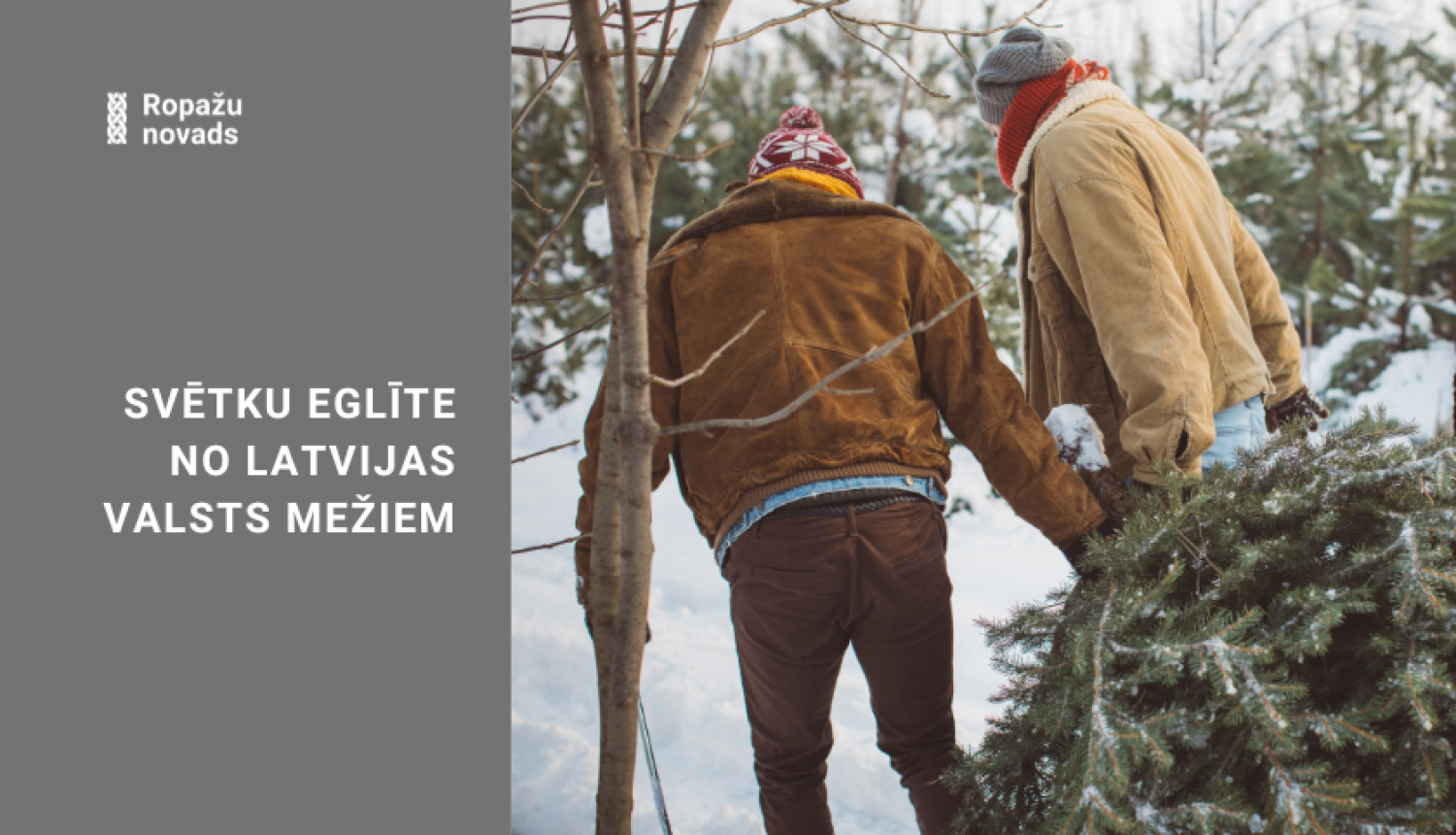 Svētku eglīte no Latvijas valsts mežiem