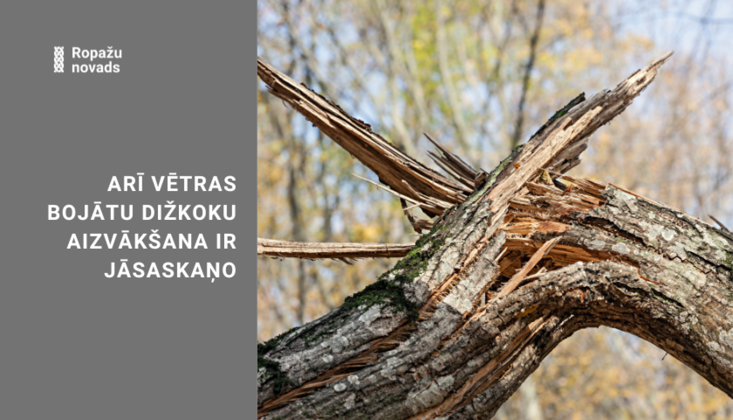 Arī vētras bojātu dižkoku aizvākšana ir jāsaskaņo