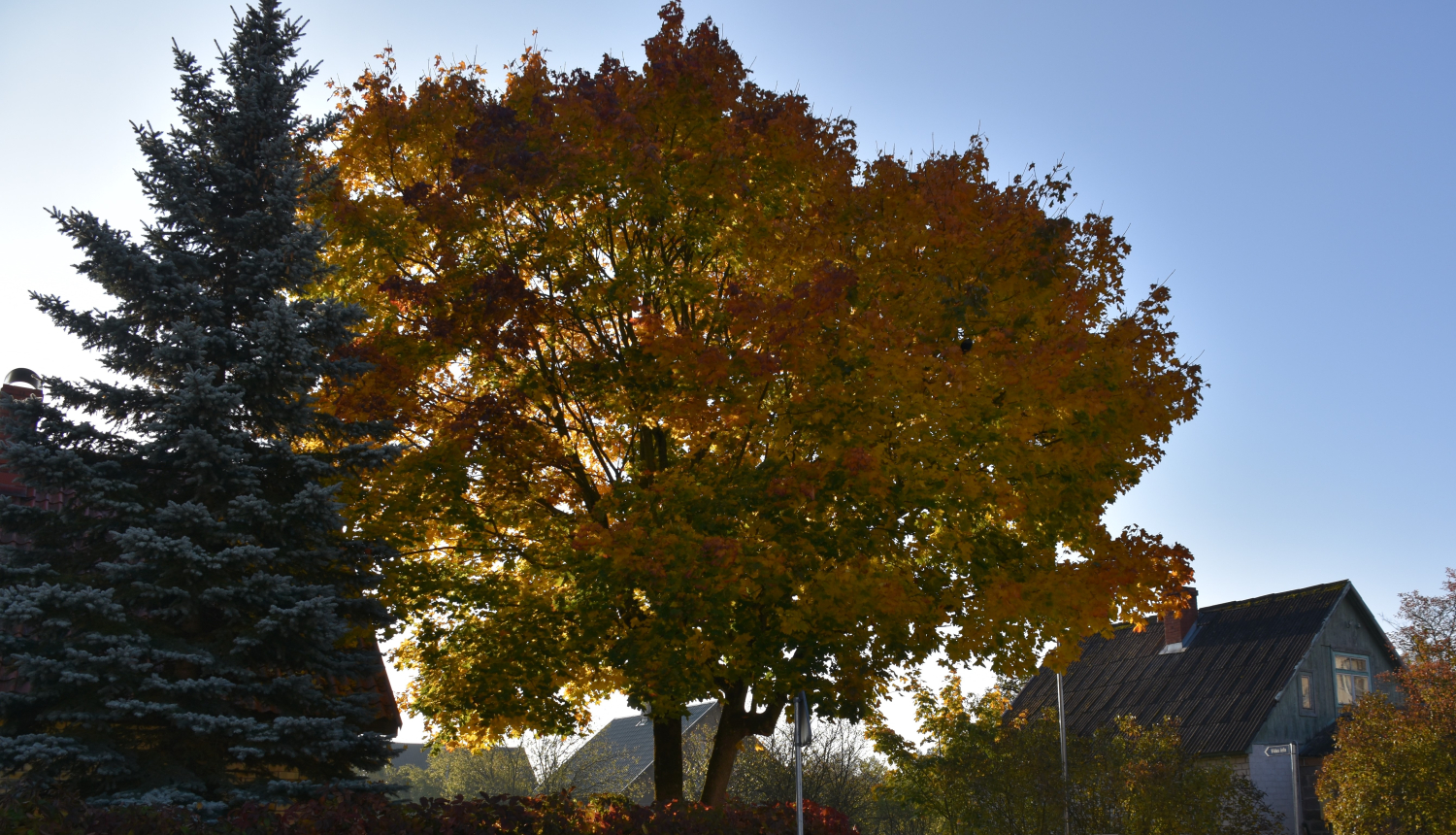 lapkritis Ropazu novads