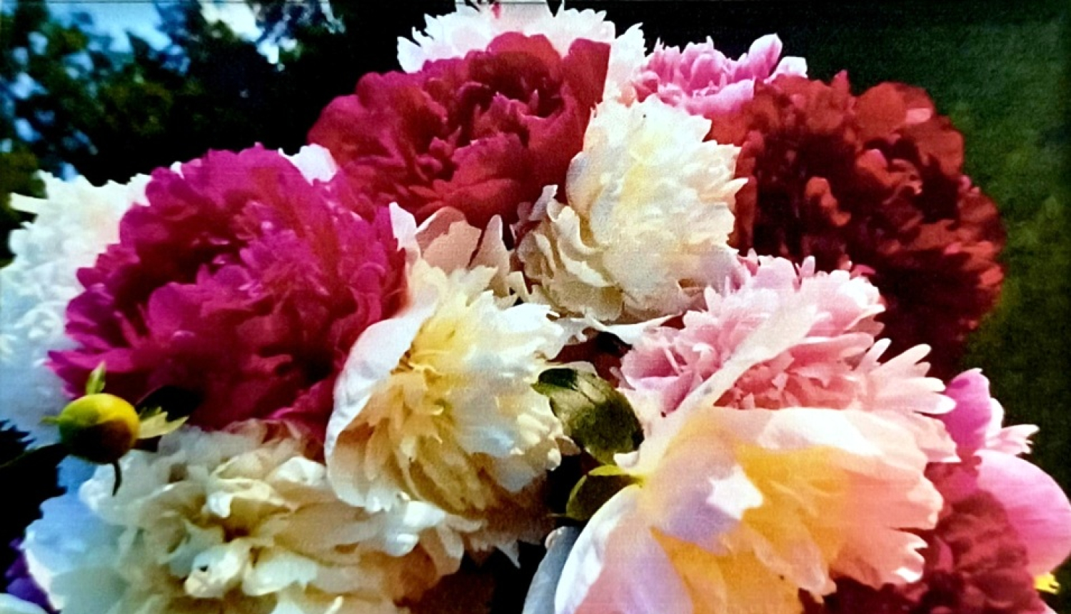 Ievij sevi! - valdzinošās peonijās