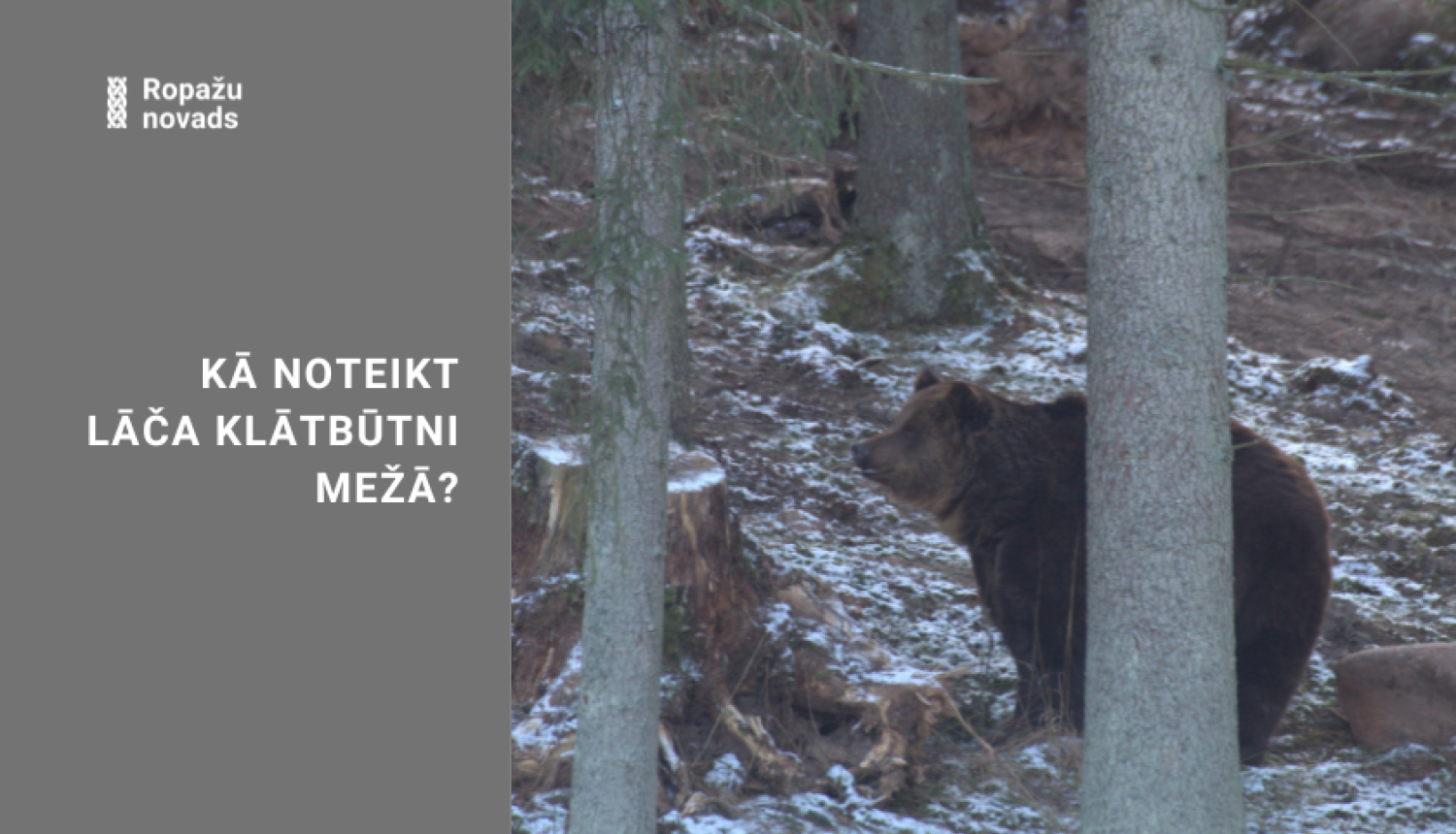 DAP informācija - kā noteikt lāča klātbūtni mežā