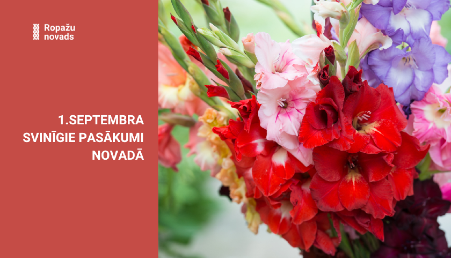 gladiolas