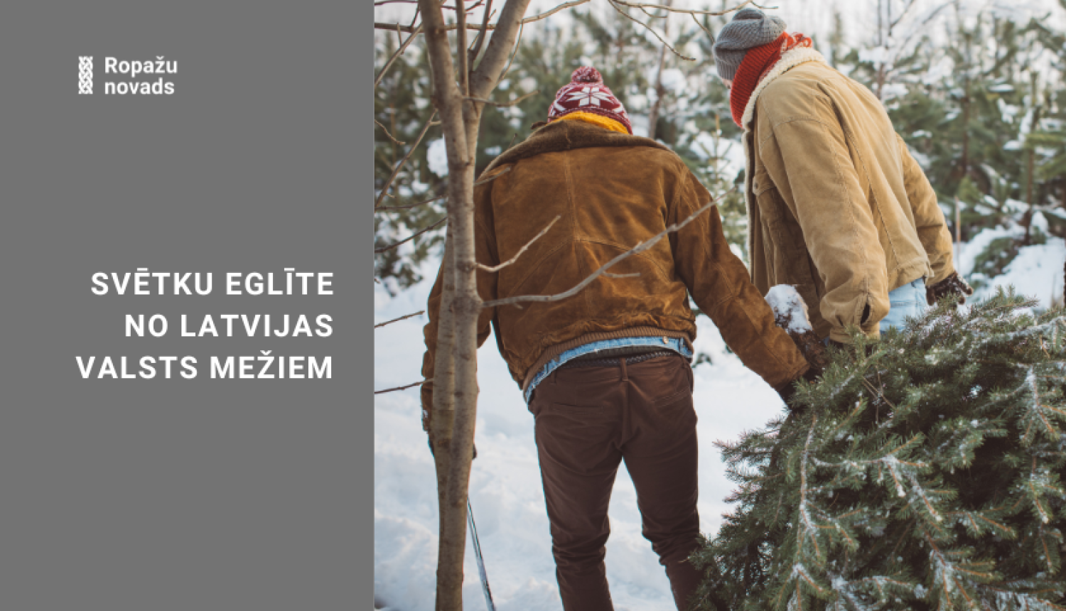 Svētku eglīte no Latvijas valsts mežiem