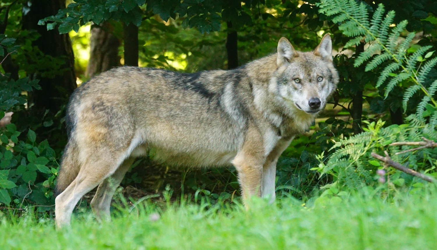 Aicina ziņot par vilku uzbrukumiem mājlopiem