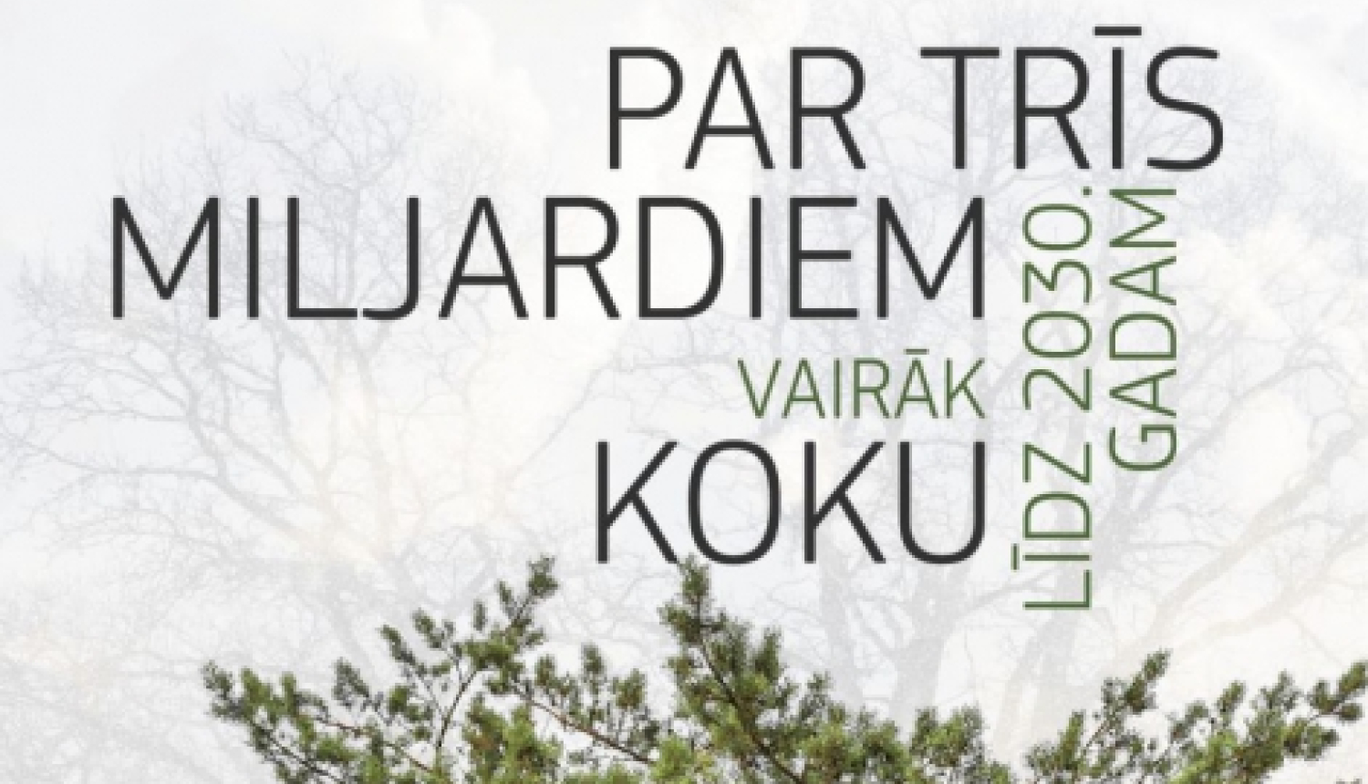 skuju koki